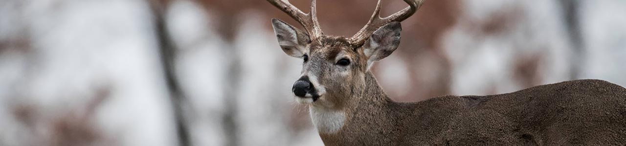 Hunting Communication