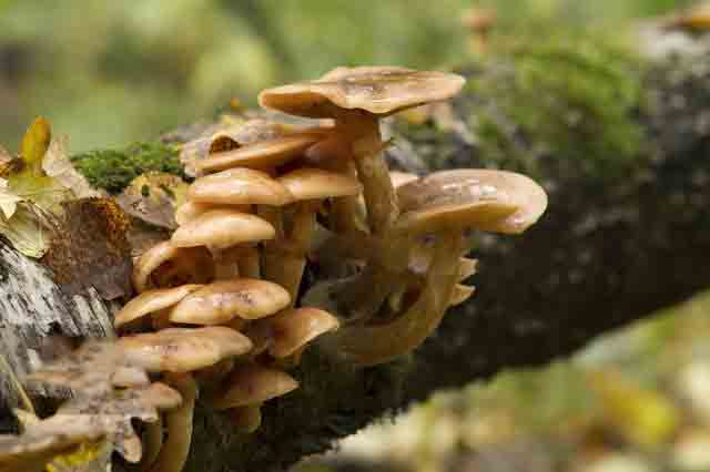 mushroom mushroom