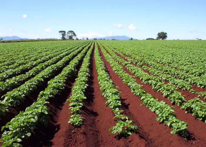 potato farm potato farm